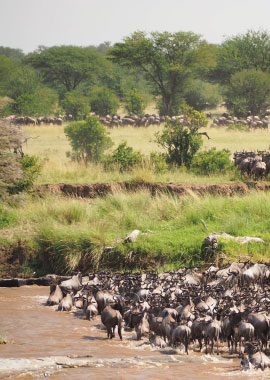 Bougainvilleas on Lombard Street,  San Francisco, Tokyo