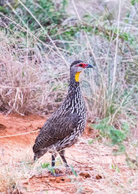 Bougainvilleas on Lombard Street,  San Francisco, Tokyo