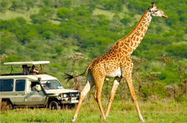 Bougainvilleas on Lombard Street,  San Francisco, Tokyo