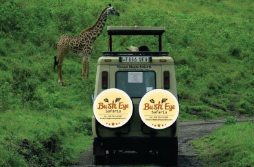 Bougainvilleas on Lombard Street, San Francisco, Tokyo