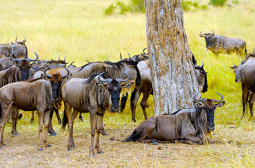 Bougainvilleas on Lombard Street,  San Francisco, Tokyo