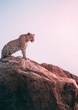 Bougainvilleas on Lombard Street,  San Francisco, Tokyo