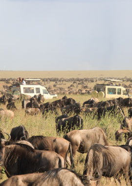 Bougainvilleas on Lombard Street,  San Francisco, Tokyo